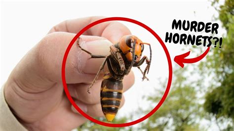 Proof the covid vax is designed to kill! Can Murder Hornets Kill You? - YouTube