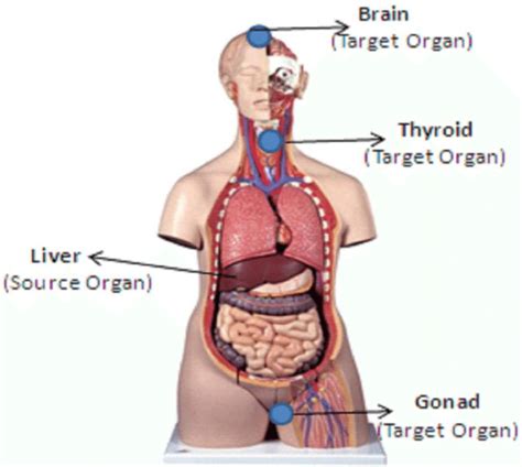 Organs and organ systems represent the highest levels of the body's organization (figure 1). 34 Torso Organs Diagram - Wiring Diagram Database