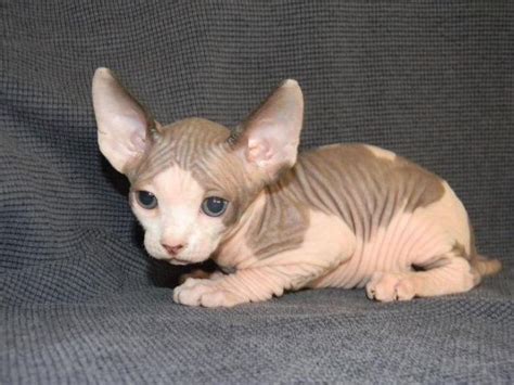 Very socialized baby, loves kids and also goes along with other cat species and dogs. Sphynx Kittens & Bambino Kittens ! for Sale in Juniper ...