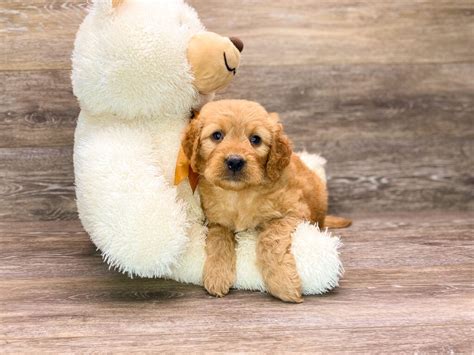 Although the aim is to have the miniature golden retriever look just like a smaller version of a golden retriever, there will be variance in the coats because it is a mixed dog breed. Mini Golden Retriever Puppies Nc - Animal Friends