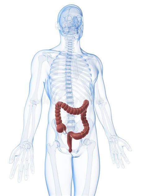 Your cerebellum is the second largest part of your brain. Male colon and intestines stock illustration. Illustration of human - 10245054