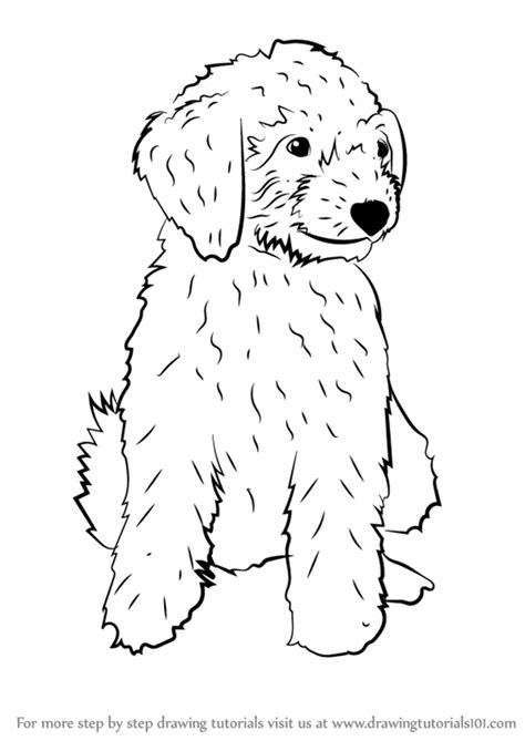 | miniature goldendoodle puppy vlog (youtu.be). Step by Step How to Draw a Mini Goldendoodle ...