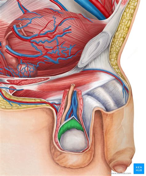 Chronische mittelohrentzündung (otitis media chronica): Nebenhoden (Epididymis) - Anatomie, Funktion, Entzündung ...