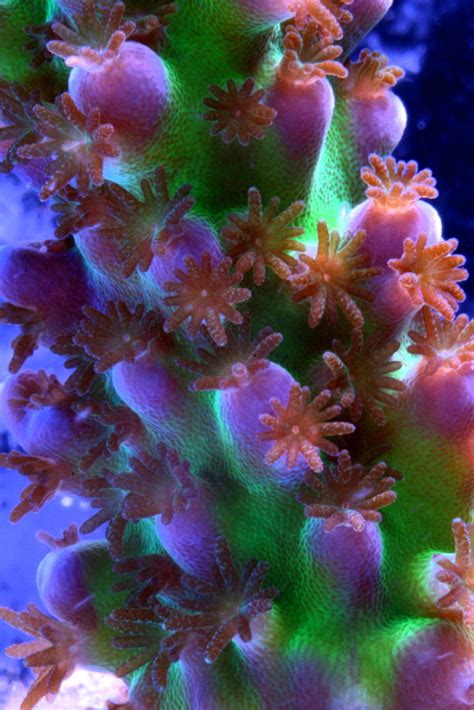 Reefs are formed of colonies of coral polyps held together by calcium carbonate. Coral Reproduction, Part Three: Stony Coral Sexuality ...