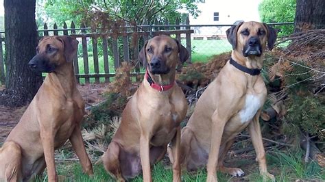 Ankeny Dog Park Ambassador Wins Big Award in National ...