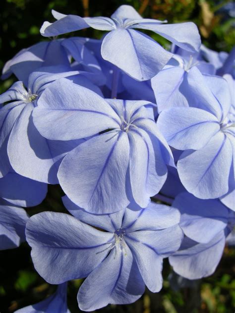 Plumbago auriculata grows in the warmer climates of the world. Plumbago | Plumbago auriculata. | Yellow.Cat | Flickr