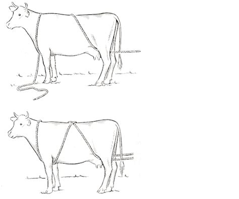 5.masak terus sambil sekali2 diaduk2 agar tidak lengket, sampai rendang berdedak dan. Cara sederhana merobohkan Sapi