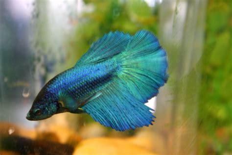 We did not find results for: Tails to Tell: Betta Think of a Name...