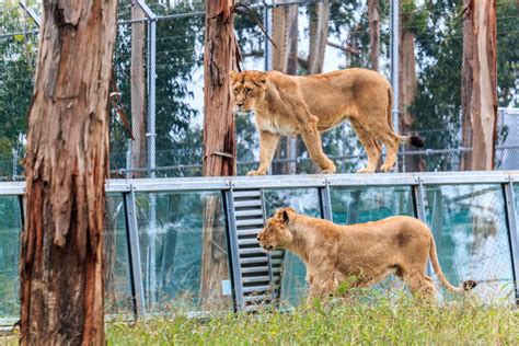 Visitas ao zoo santo inácio, diversão todo o dia um bilhete, muita animação. Zoo Santo Inácio: há 20 anos a criar habitats de amor ...