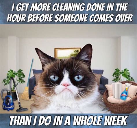 Grumpy cat memes grumpy cat gifs, reaction gifs, cat gifs, and so much more. Grumpy Gets More Cleaning Done In The Hour Before Someone ...