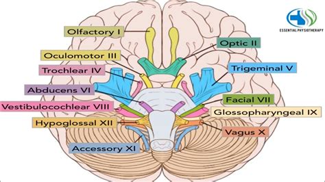 Cranial nerves are responsible for the control of a number of functions in the body. CRANIAL NERVES - YouTube