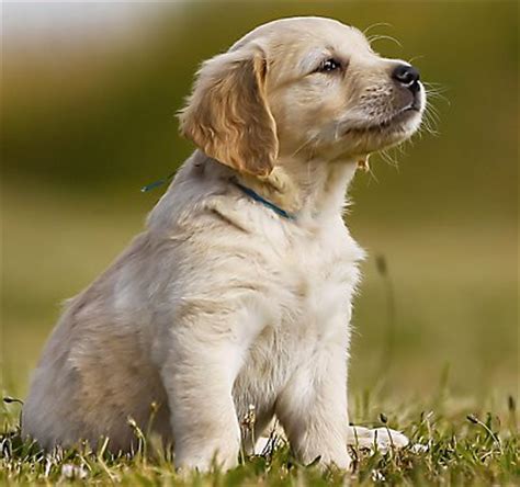 Six weeks at six to seven weeks of age, your puppy should receive the first of four combination vaccines that protect against highly contagious and serious viral diseases, including hepatitis, distemper, parvovirus, coronavirus and parainfluenza. Puppy Shots Schedule | PetSmart