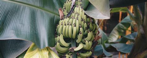 Removing leaves that rub against the banana bunch helps with fruit production. The benefits of growing your own fruits and veggies ...