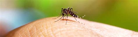 Anopheles mosquitoes are one of the most important disease vectors among the insect world, earning this reputation as the result of being carriers of. Mosquito Control Canberra | Get Rid of Mosquitoes Fast (02 ...