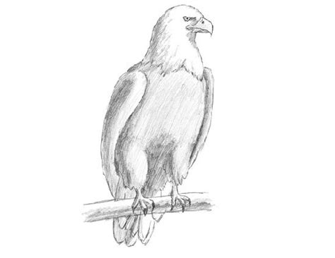 Besides a few exceptions, all characters are drawn using shapes made from sharp corners. How to Draw an Eagle (Bald) | Animal drawings, Easy ...