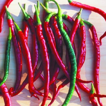 Cayenne pepper is considered to have originated from southern usa, mexico to northern and eastern south america. Pepper Cayenne Long & Thin | Malaysia | WHT Wellgrow Seeds