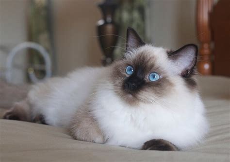 Ragdoll cat names for males. Ragdoll Cat Names: 300 Best Names for Ragdoll Cats ...