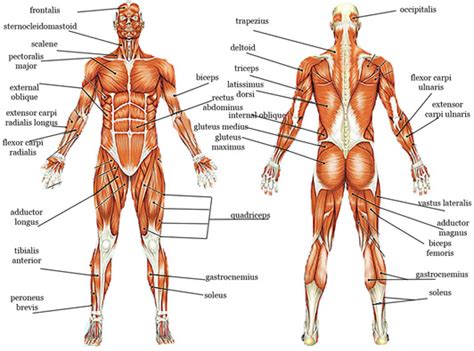 Labeled vector illustration chart on white background. Muscular System - sport science.