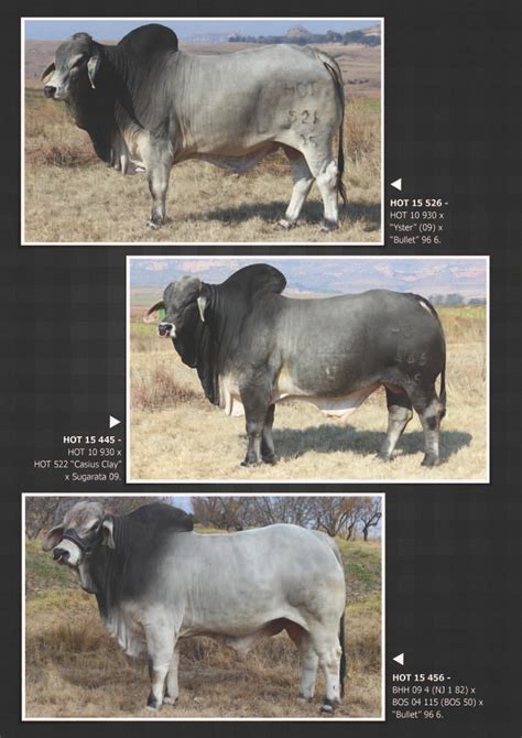 European breeds struggled to reach their full genetic potential under the harsh climatic and veld conditions of states, such as california, louisiana and texas. Brandwater Sale - The Brahman Cattle Breeders' Society of ...