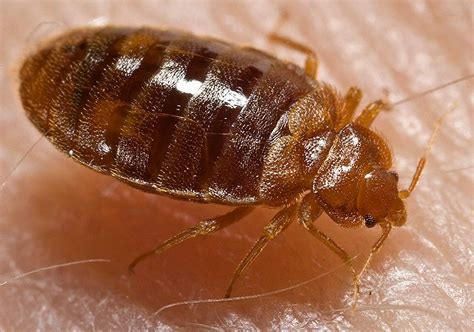 Stop sharing your home or workspace with pests and other rodents. Bed Bug Inspection Palm Beach | Palm Beach County Pest Control