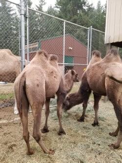 She is a white bactrian camel ! Two Female Bactrian camels for Sale