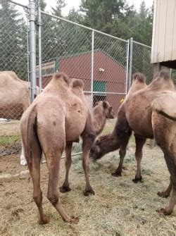 No one wants to face the regret of buying something online only to find it at a lower price later. Two Female Bactrian camels for Sale