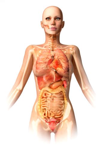 The human body is a unique and complex organism made up of many interconnected body systems. Woman Body With Bone Skeleton And All Interior Organs ...