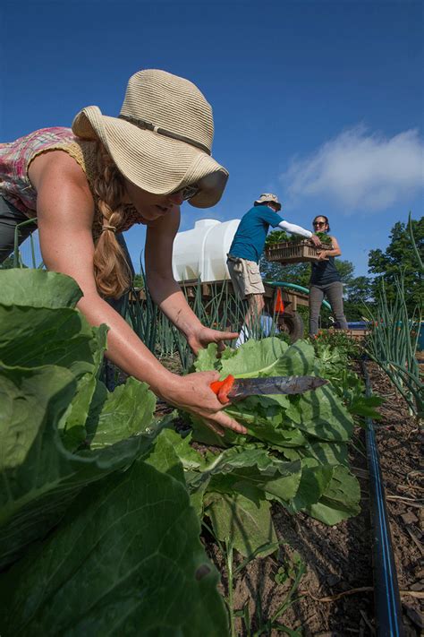 Matthew mcconaughey gave back on thanksgiving, taking time out to volunteer with. Miami student volunteers, Institute for Food farm produce ...