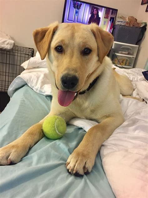 Learn about the application process and any additional documents that you need to send to the office of admissions. Service Dog Training In Arkansas - SURVIZ