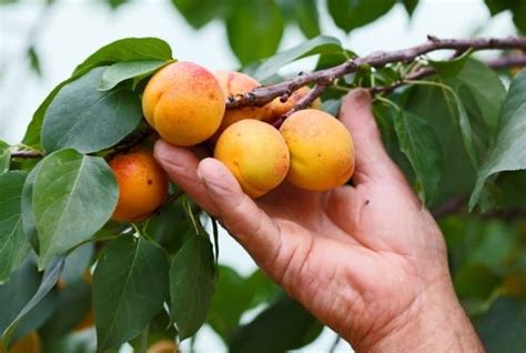 Maybe you would like to learn more about one of these? When Do Peach Trees Bear Fruit? - Gardening Dream