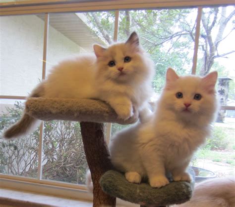 All of our queens and king are double negative for hcm ragdoll kittens; Ragdoll Kittens for sale - Available Ragdoll Kittens ...