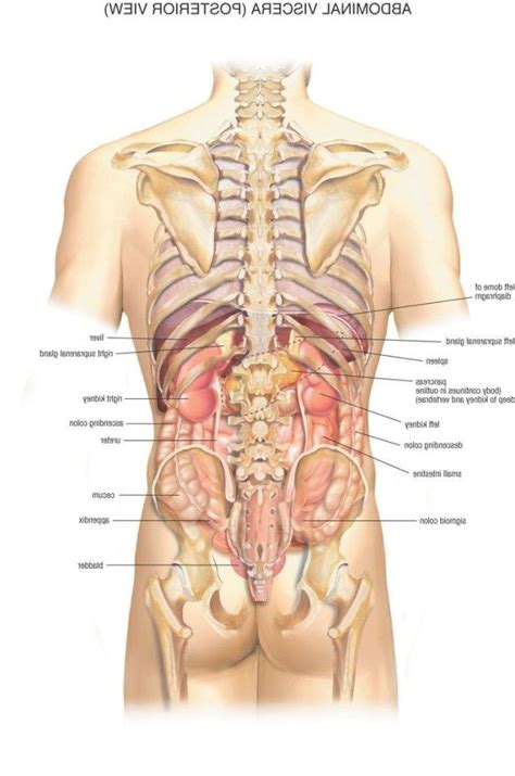 Learn anatomy and physiology with free interactive flashcards. Female Lower Back Anatomy Internal Organs - Internal ...