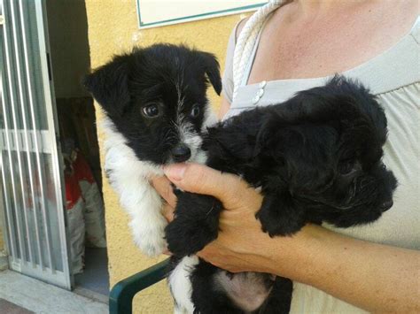 Ho sempre avuto cani e gatti. Adotta un cane a Siracusa: ADOTTATI - Cuccioli incrocio ...