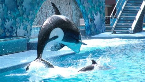 Seaworld shamu killer whale show. Baby Killer Whale Facts | Animals - mom.me