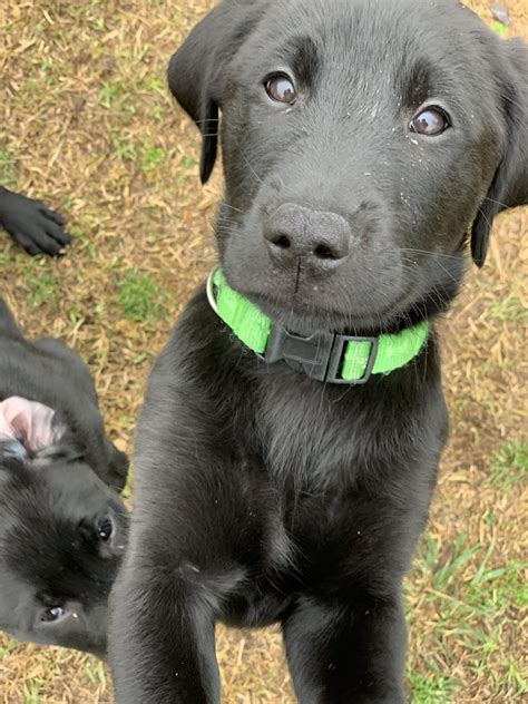 Most 6 week old doberman. Goldador Puppies For Sale | Fayetteville, NC #322698