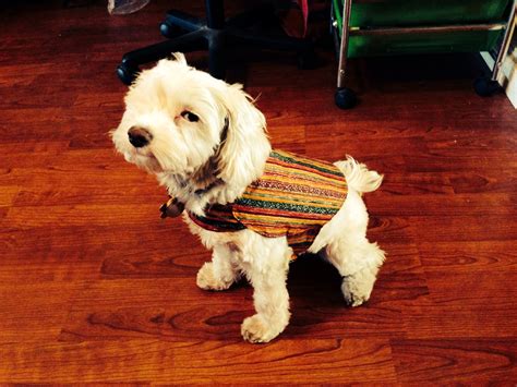 This service dog vest initially looks like every other standard vest out there in the market, but when you look closely at the features it has, this is a thoughtfully engineered marvel. Homemade service dog vest | Service dog vests, Service dogs, Dog vest