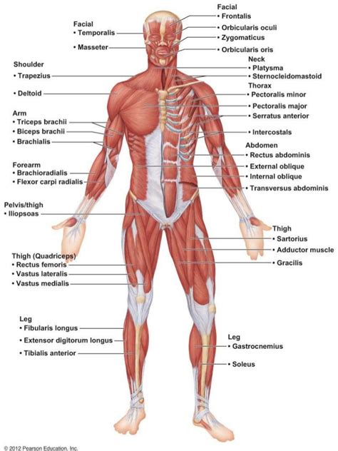Interactive human muscular system full body. Ch 6 Muscle Lab Quiz Study Practice Anterior Muscles