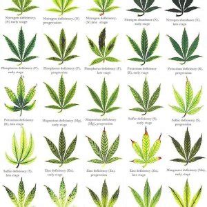 The nutrients which are critical for cannabis. marijuana-deficiency-chart-2.jpg | 420 Magazine