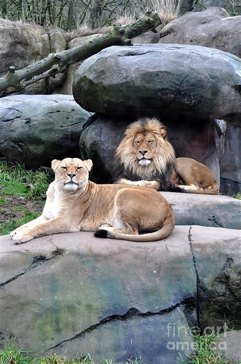 A lion cut looks really nice on a regular cat! Pride Of Lions by Mandy Judson | Zoo near me, Lion pride ...