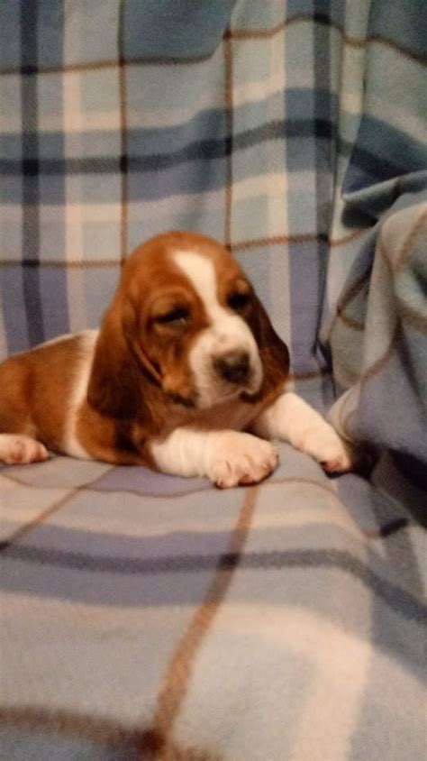 Looking for a basset hound puppy or dog in north carolina? Basset Hound Puppies For Sale | Wilkesboro, NC #259545