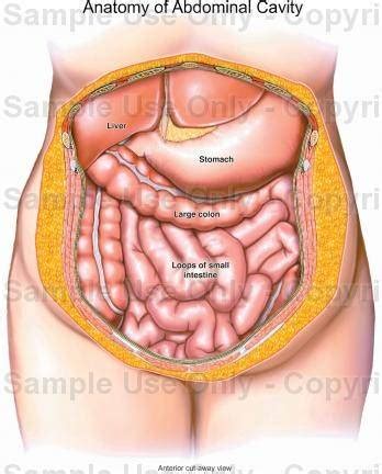 Rib cage pain may start in one area but travel to an area nearby. Why do I have pain under my left rib cage after eating ...