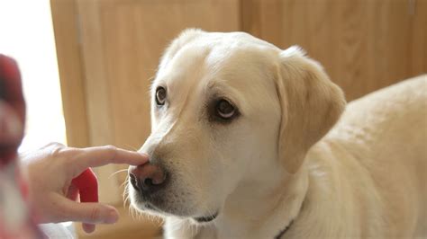 3 testing your dog's glucose levels. Diabetic Dog Food
