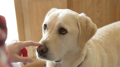 The best diabetic dog foods. Diabetic Dog Food