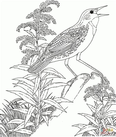 Wisconsin dells offers great lodging choices at hundreds of hotels, motels, resorts, and campgrounds. Wisconsinstate Bird Coloring Page - Coloring Home