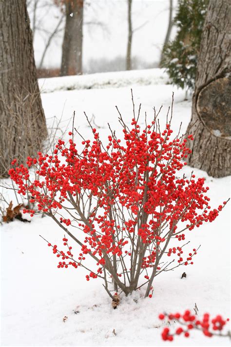 Jul 20, 2020 · during summer in zone 9 it may certainly feel like the tropics; Winter Flowering Plants Zone 9b - Garden Plant