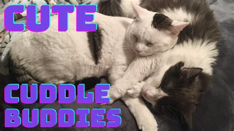 CUDDLING CATS / BEST FRIENDS / CUDDLE BUDDIES - YouTube