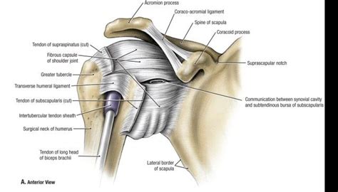 Webmd's shoulder anatomy page provides an image of the parts of the shoulder and describes its function, shoulder problems, and more. Shoulder Ligaments Diagram . Shoulder Ligaments Diagram ...