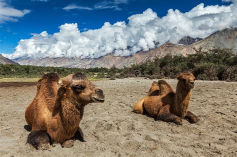 Stunning panorama, monasteries, and endemic camels are what you can witness during your trip to nubra valley. Camel In Nubra Vally, Ladakh Stock Photo - Image of mount ...