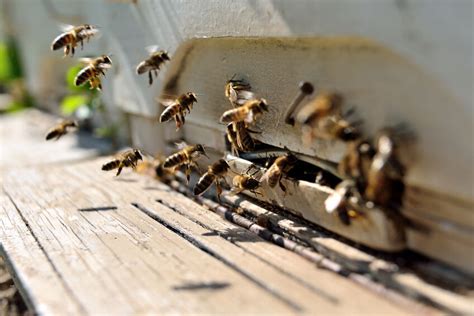 So how do you keep wasps and bees away from your pool? How to Keep Wasps Away From the BBQ | eBay