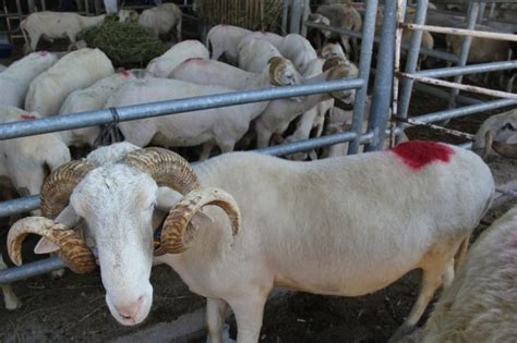 Koronavirüs tedbirleri kapsamında kurban bayramı'nda yasak olup olmayacağı ise henüz belli değil. Kurban Bayramı ne zaman 2021: Bu yıl Kurban Bayramı hangi ...